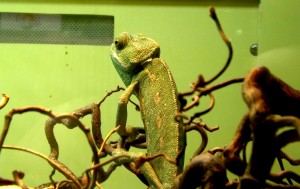 Chameleon boy