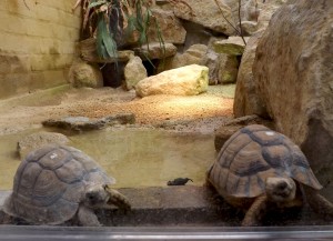 Tortoise mates