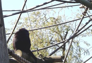Agile gibbon