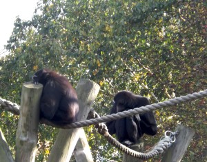 Agile Gibbons (my favourite)